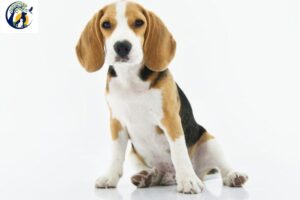 Budget friendly dogs
