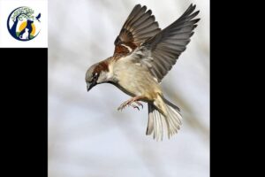 A comprehensive guide to bird nutrition