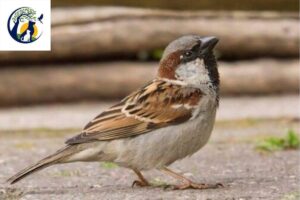 A comprehensive guide to bird nutrition 