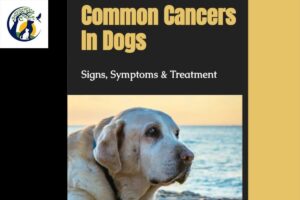 Caring for a pet with cancer