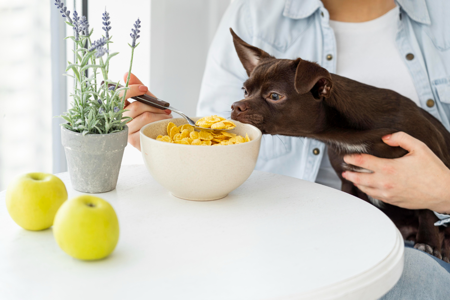 Teen pet. Кормление животных едой со стола. Почему нельзя кормить собаку едой со стола. Творческим продуктом будет о домашних собаках. Будешь еще собаку со стола кормить?.